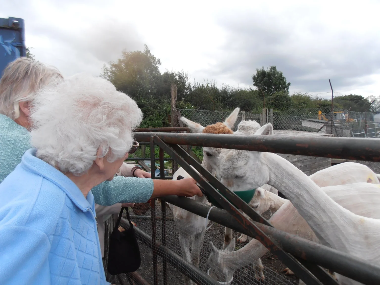 Two residents feeding llamas through a fence on a day out